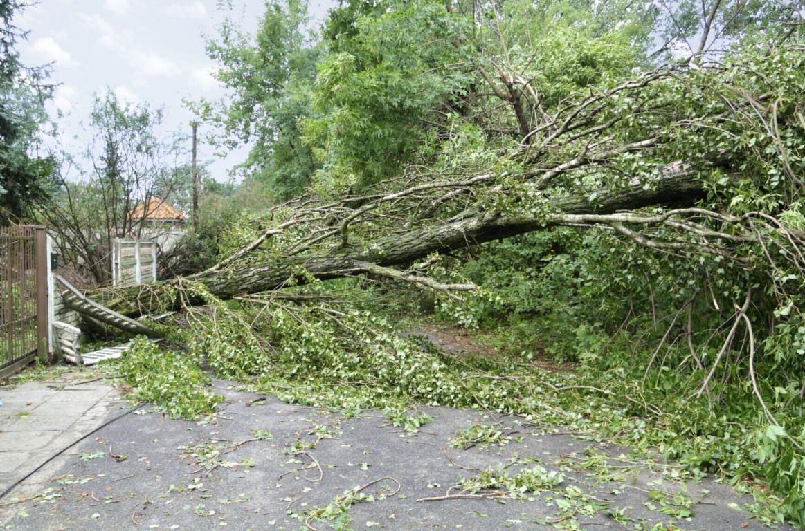 Emergency fallen tree blocking driveway with debris scattered after storm in Hobbs, NM