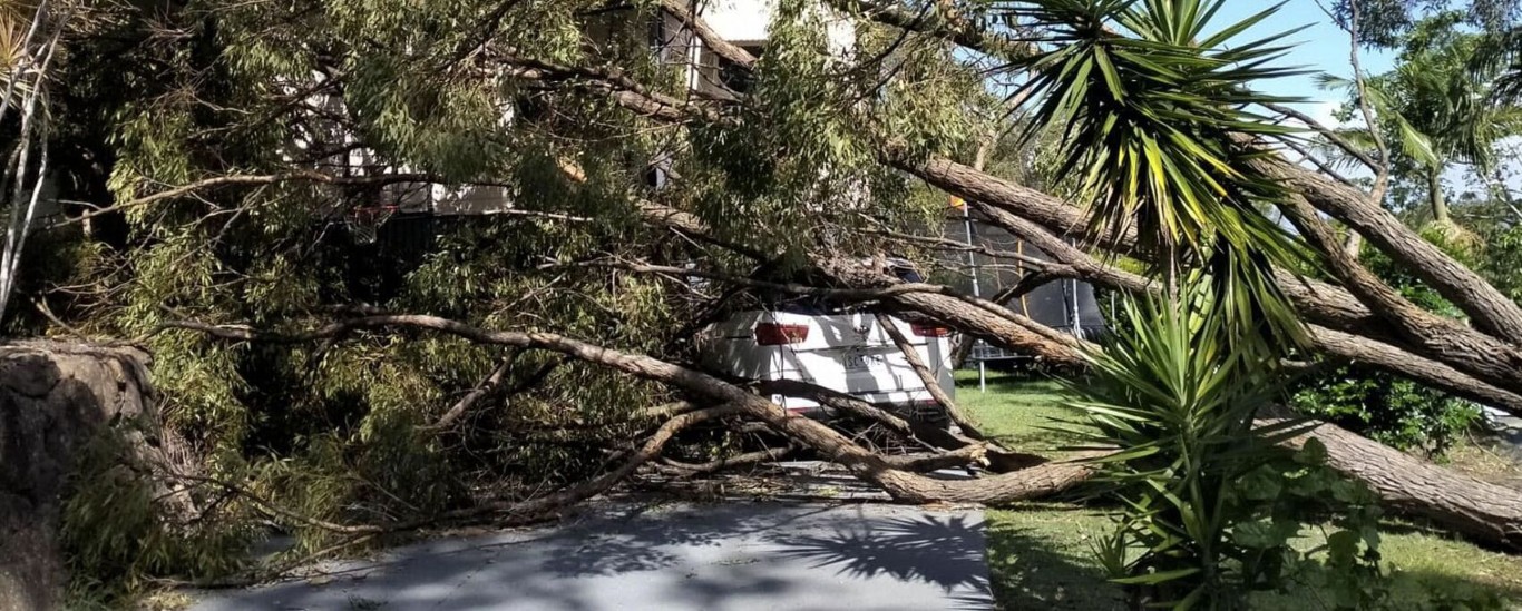 Large tree fallen on house after severe storm damage in Hobbs, NM